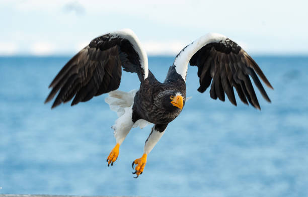istock Adult Steller's sea eagle in flight. 1066198162