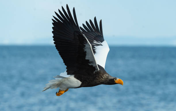 istock Adult Steller's sea eagle in flight. 1066198184
