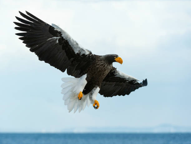 istock Adult Steller's sea eagle in flight. 1066198220