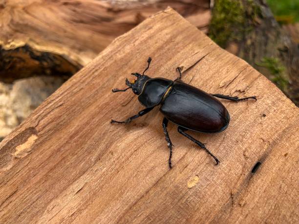 Stag beetle stag beetle on a piece of wood beetle stock pictures, royalty-free photos & images