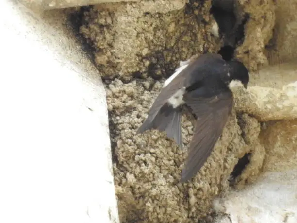 Swallow feeding its young in its nest