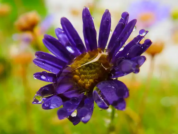 Blue flower after the rain