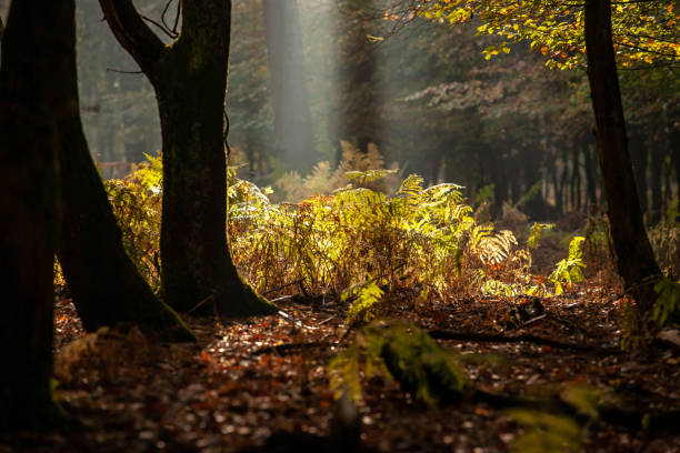 posto aperto nei boschi coperti di felci della foresta e illuminati con raggi del sole. - beech leaf leaf back lit lush foliage foto e immagini stock