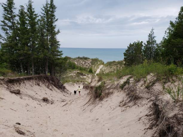 Sand Dunes at Pinery Provincial Park Pinery Provincial Park is a provincial park located on Lake Huron near Grand Bend, Ontario. provincial park stock pictures, royalty-free photos & images