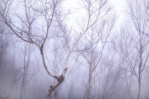 Fog-covered trees at Mt.Akagi