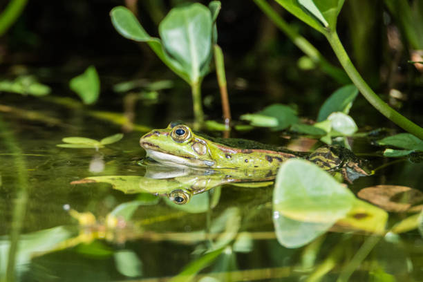 istock Green frog in the pond 1066211028