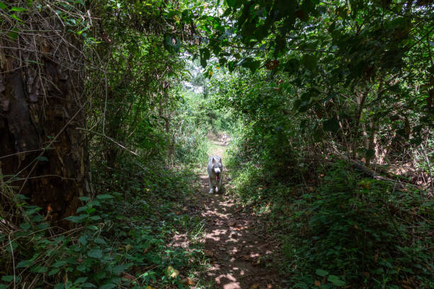 istock footpath to the mountain top 1066211052