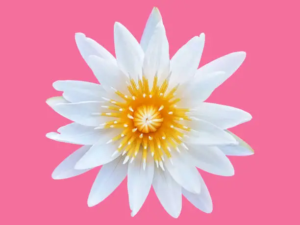 Fresh White Lotus Flower with Yellow Pollen Isolated on Pink Background