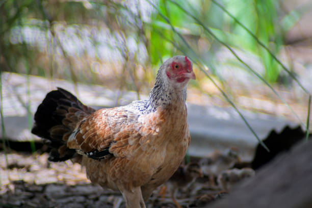 Close up of brown hen.