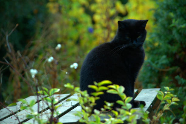 istock Black cat on a garden picnic table 1066217384