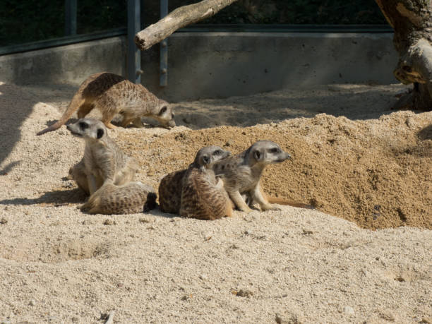 istock Several meerkats in the zoo, sitting on sand 1066217424
