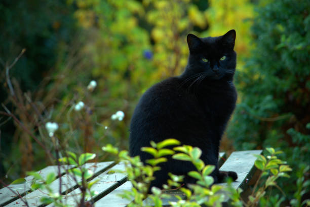 istock Black cat on a garden picnic table 1066217496