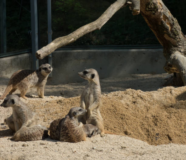 istock Several meerkats in the zoo, sitting on sand 1066217554