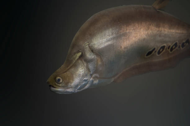 istock Freshwater fish of Thailand 1066217616