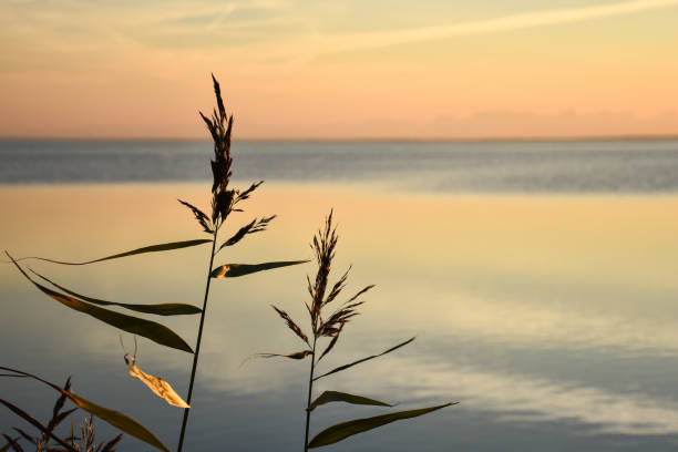 istock Reeds close up by calm water 1066219764