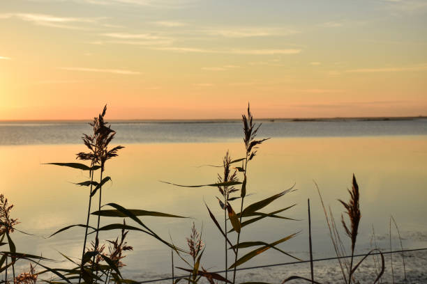 istock Reeds by calm water 1066219806