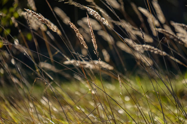 istock grass bents abstract nature texture with blur background 1066220182