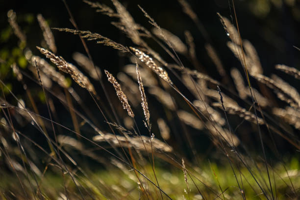 istock grass bents abstract nature texture with blur background 1066220234