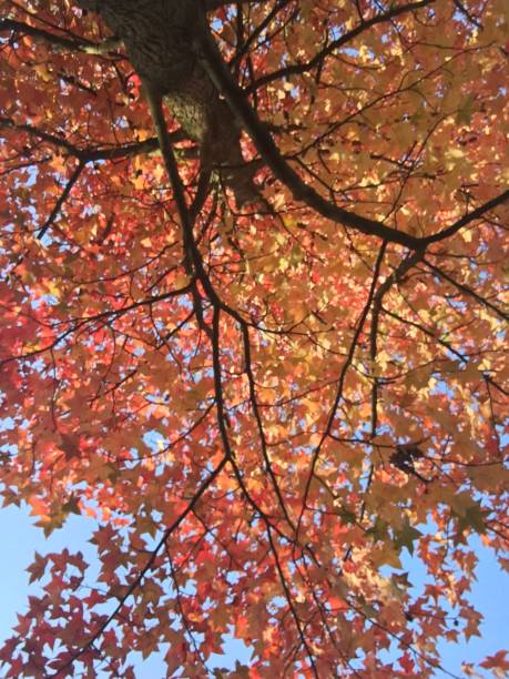 istock Autumn leaves in London, England 1066223038