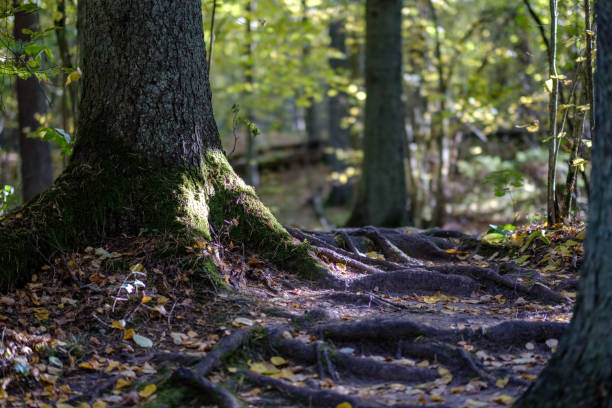 istock forest details in late autumn at countryside 1066223054