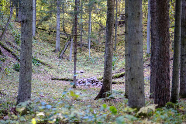 istock forest details in late autumn at countryside 1066223208