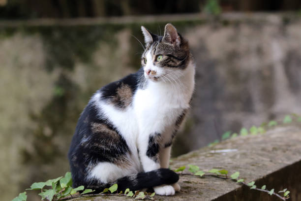 istock Cat of Sierck les Bains 1066224076