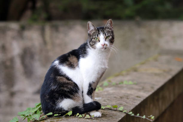 istock Cat of Sierck les Bains 1066224108