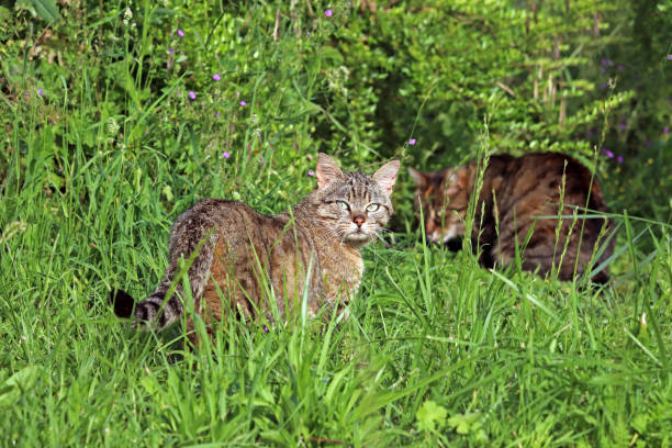 istock Bass Cat Yutz 1066224442
