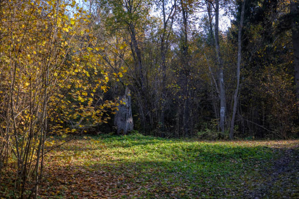 istock forest details in late autumn at countryside 1066224668