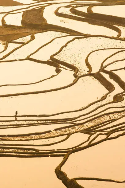 Aerial view, Chinese farmer walking in the rice-paddy terracing of Yuanyang. UNESCO World Cultural Heritage Site. Yunnan, China. Ancient, local wisdom. Warm tone. Silhouette. Summer season.