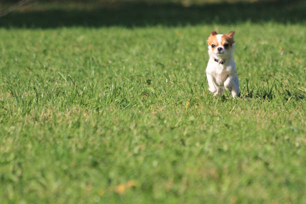 istock chihuahua running in the grass 1066227894