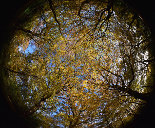 istock Autumn Woodland 1066229292