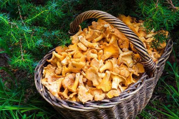 istock Wicker basket with wild mushrooms chanterelles 1066230602