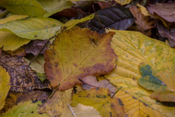 istock Autumn leaves in forest 1066233476