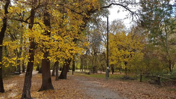 istock autumn colors forest trees landscape nature 1066234166