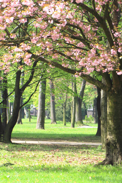 istock cherry flowers in the park 1066235972