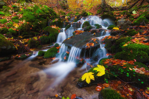 istock Autumn forest small creek. Fall season nature 1066236008