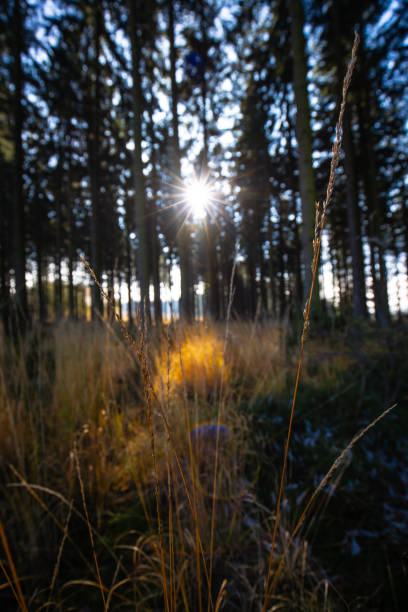 Sun trough pine tree forest. stock photo