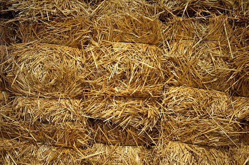 Large pile of rectangle bales of hay or straw are piled high on farmer’s field.