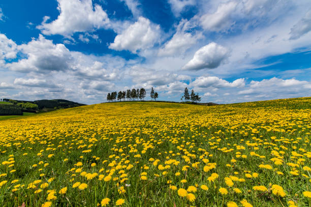 A bright spring landscape with a meadow, the first bright green of spring, a beautiful place for relaxation in nature
