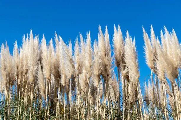 Scenery of Pampasgrass, Ibaraki Prefecture, Japan