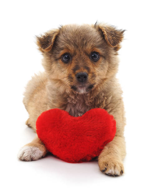 istock Puppy with toy heart. 1066238584