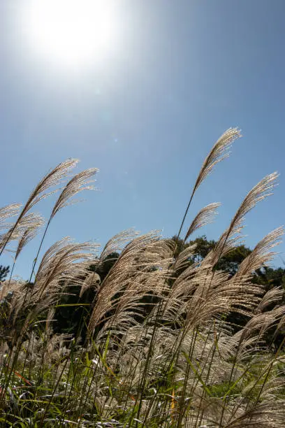 Scenery of Pampasgrass, Ibaraki Prefecture, Japan