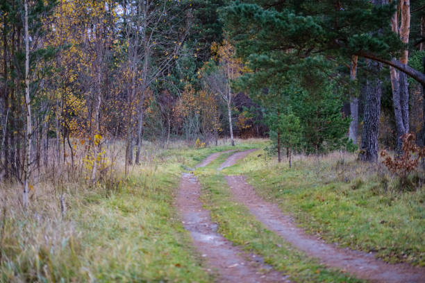 istock lonely trees with last colored leaves in branches shortly before winter 1066238888