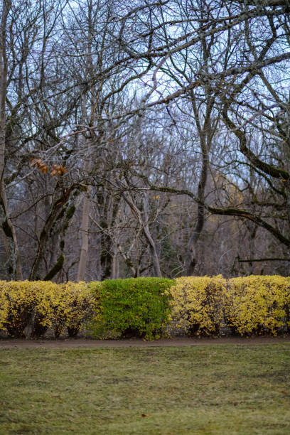 istock lonely trees with last colored leaves in branches shortly before winter 1066238970