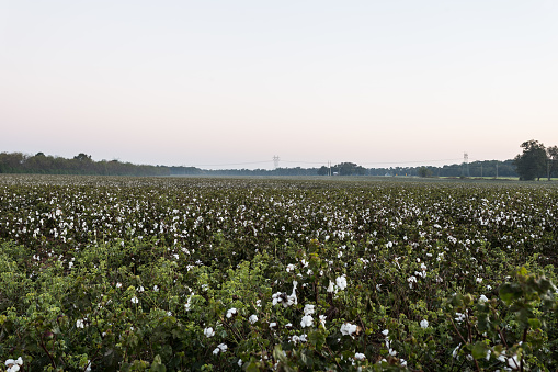 Cotton field in bloom with clear sunrise