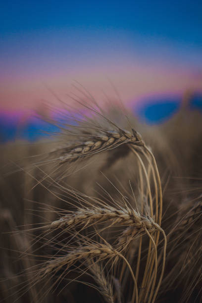 istock Stalk of Wheat in an Autumn Sunset 1066242156