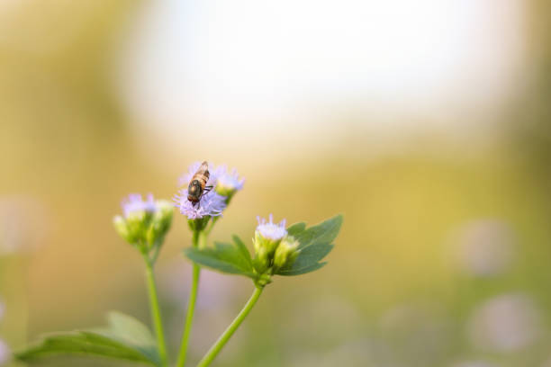 istock Bee flying around cluster of light purple flowers 1066242354