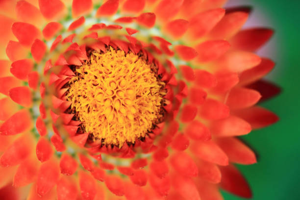 istock immortelle flower detail 1066242410