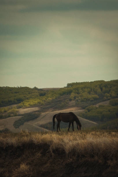istock Horses on the Open Prairie 1066244856